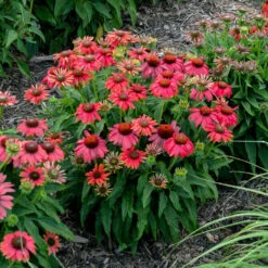 Summersong™ Firefinch™ Coneflower 7 Summersong™ Firefinch™ Coneflower -Great Garden Plants Sales Store 733 Summersong Firefinch Coneflower 1