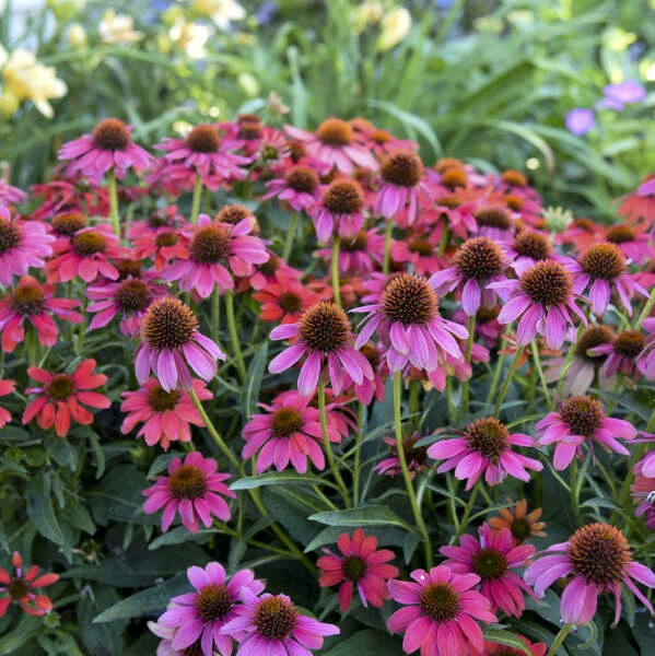 Summersong™ Firefinch™ Coneflower 1 Summersong™ Firefinch™ Coneflower