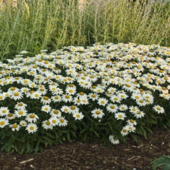 'Snowcap' Shasta Daisy 6 'Snowcap' Shasta Daisy -Great Garden Plants Sales Store 73ee4f39b48567d63de16cd62b8a9f10