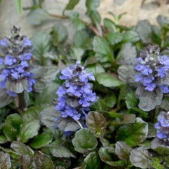 'Black Scallop' Bugleweed -Great Garden Plants Sales Store 74c58dbefbdb2ea1fbf1ea1d0c8fff36