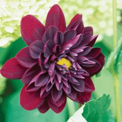'Arabian Night' Dahlia -Great Garden Plants Sales Store 77062DahliaArabianNight 800x800 881200e