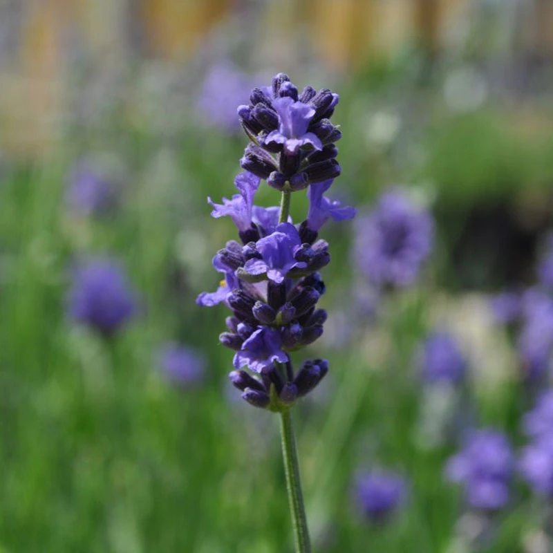 Munstead Lavender 2 Munstead Lavender - Image 2