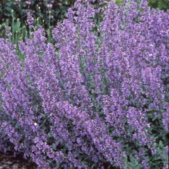 Walker's Low Catmint 12 Walker's Low Catmint -Great Garden Plants Sales Store 7f38d9ac0770e380fb79b256acceff3b