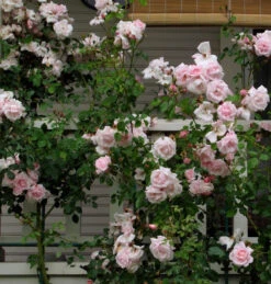 Climbing Rose Collection -Great Garden Plants Sales Store 8138d7ca9c5da0d3ff4534711f9e8bf857919d33 86a1a1a23a3cba0445cbc26ace91ff1e51b18eb5 facebook