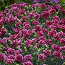 Fruit Punch® 'Cherry Vanilla' Dianthus -Great Garden Plants Sales Store 81d7159126c580268486974f54a7b312