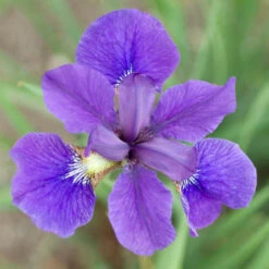 'Caesar's Brother' Siberian Iris -Great Garden Plants Sales Store 829ae889d19f517eaaff45d35245a00c