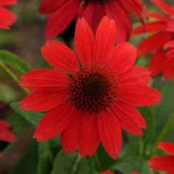 Sombrero® Salsa Red Coneflower -Great Garden Plants Sales Store 83f01a0420fa49b16e7eacffe9a67ecb