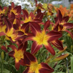 Rainbow Rhythm® 'Ruby Spider' Daylily