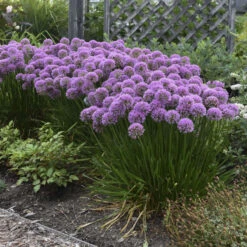'Millenium' Allium -Great Garden Plants Sales Store 84c55f6ee83f67044b932c16a12b7178