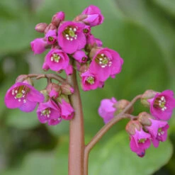 'Winterglut' Pigsqueak -Great Garden Plants Sales Store 8547f607750c9dd0a436936bfb38d76f