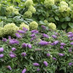 Pugster Periwinkle® Butterfly Bush -Great Garden Plants Sales Store 855 4139 popup