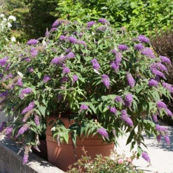 Lo & Behold® 'Purple Haze' Butterfly Bush -Great Garden Plants Sales Store 856 4142 popup