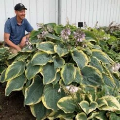 Shadowland® 'Gigantosaurus' Hosta -Great Garden Plants Sales Store 858e931dfdac627605d9c3b55b7fd599