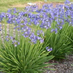 'Little Galaxy' Lily-of-the-Nile -Great Garden Plants Sales Store 867ffb47e110f7c16f224fae757e0697