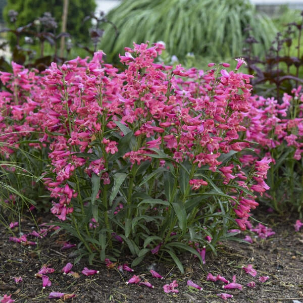 Bejeweled™ 'Pink Pearls' Beardtongue 1 Bejeweled™ 'Pink Pearls' Beardtongue