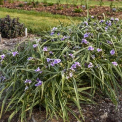 'Webmaster' Spiderwort -Great Garden Plants Sales Store 88705ec5361d203d455270bdb04ad016