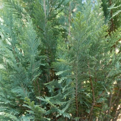 Pinpoint® Blue False Cypress -Great Garden Plants Sales Store 896 4157 popup