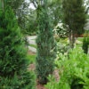 Pinpoint® Blue False Cypress