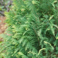 Pinpoint® Blue & Gold False Cypress -Great Garden Plants Sales Store 897 4177 popup