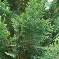 Pinpoint® Blue & Gold False Cypress -Great Garden Plants Sales Store 897 4178 popup