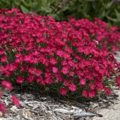 'Paint The Town Red' Dianthus -Great Garden Plants Sales Store 8d9e493de68a8bec5e3463796fee61b9