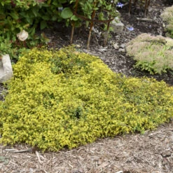Rock 'N Low 'Yellow Brick Road' Stonecrop 5 Rock 'N Low 'Yellow Brick Road' Stonecrop -Great Garden Plants Sales Store 91ad3c349312dda074e46c9815a886e3