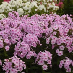 Luminary™ 'Opalescence' Phlox -Great Garden Plants Sales Store 97eb822f201cd96f5088c7eb4d264472