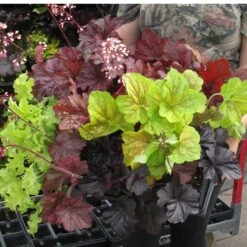 'Southern Comfort' Coral Bells -Great Garden Plants Sales Store 99 1727 popup