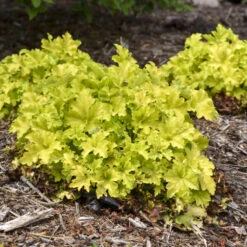 Dolce® 'Apple Twist' Coral Bells -Great Garden Plants Sales Store 9b3129449c965b7e4b021bf08ed854ab