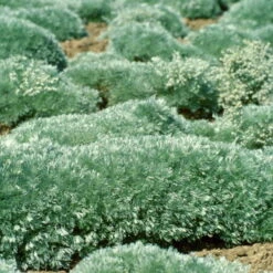 'Silver Mound' Wormwood -Great Garden Plants Sales Store 9bb0c9995610c5c6de695656faef4ad1