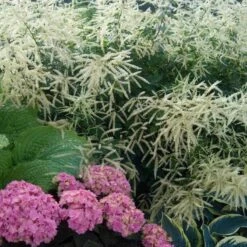 Goatsbeard -Great Garden Plants Sales Store ARUDI1Q 2 sw