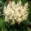 White Astilbe