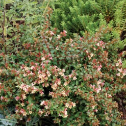 Sunny Anniversary® Abelia -Great Garden Plants Sales Store Abelia Sunny Anniversary 3 P