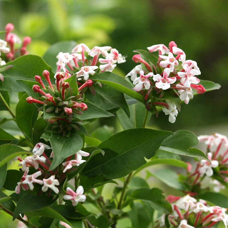 Sweet Emotion® Abelia 1 Sweet Emotion® Abelia
