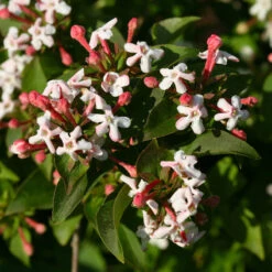 Sweet Emotion® Abelia 7 Sweet Emotion® Abelia -Great Garden Plants Sales Store Abelia Sweet Emotion 3 P