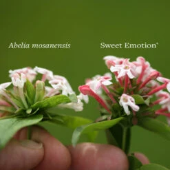 Sweet Emotion® Abelia 8 Sweet Emotion® Abelia -Great Garden Plants Sales Store Abelia Sweet Emotion 4 P