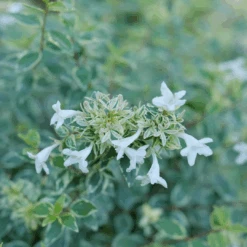 Mucho Gusto™ Abelia -Great Garden Plants Sales Store AbeliaMuchoGustoP1218145 1080x1080 42faef0