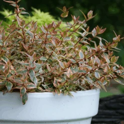 Tres Amigos™ Abelia -Great Garden Plants Sales Store AbeliaTresAmigosDSC07008 800x800 75e6e98