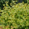 Brilliantina™ Abelia