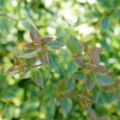 Brilliantina™ Abelia -Great Garden Plants Sales Store Abelia Brilliantina P1238958 1080x1080 873aa77