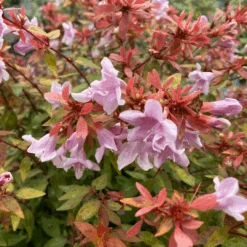 Poco Loco™ Abelia -Great Garden Plants Sales Store Abelia Poco Loco IMG 3084 1080x1080 1733381