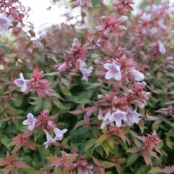 Poco Loco™ Abelia -Great Garden Plants Sales Store Abelia Poco Loco P1218426 1080x1080 1b883b5