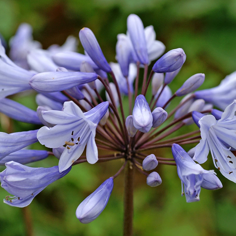 'Valencia' Lily-of-the-Nile 1 'Valencia' Lily-of-the-Nile