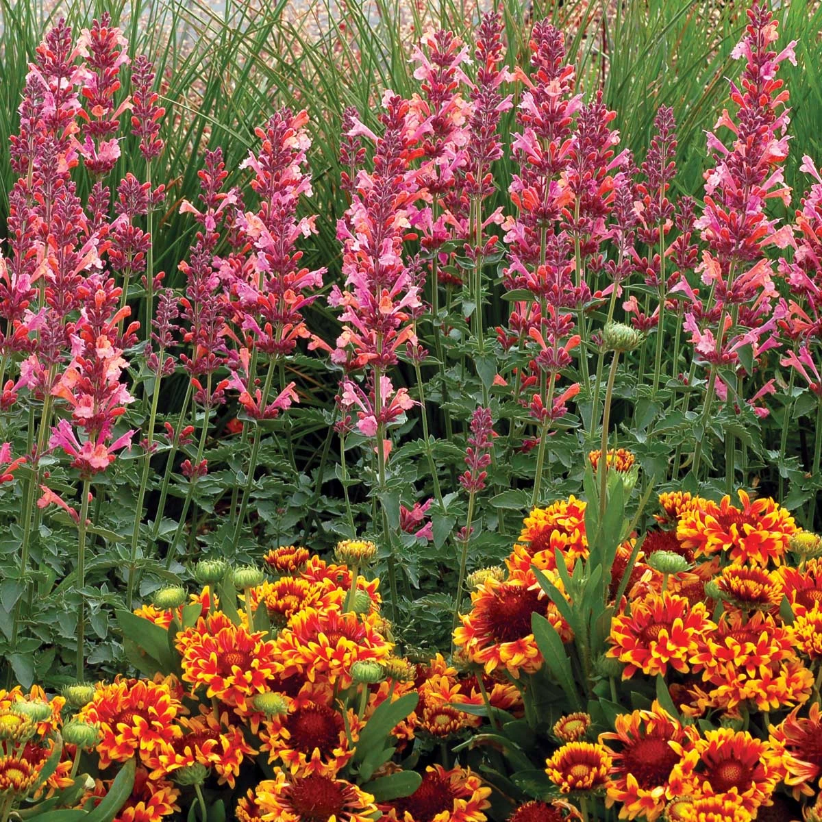 Kudos™ Ambrosia Hummingbird Mint 1 Kudos™ Ambrosia Hummingbird Mint