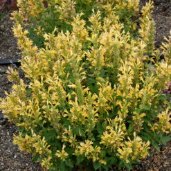 Poquito™ Butter Yellow Hummingbird Mint 5 Poquito™ Butter Yellow Hummingbird Mint -Great Garden Plants Sales Store Agastache Poquito Butter Yellow 3 P