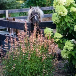 Great Garden Plants Sales Store -Great Garden Plants Sales Store Agastache QueenNectarine PP34896CPBRAF0002highres
