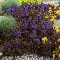 'Black Scallop' Bugleweed -Great Garden Plants Sales Store Ajuga black scallop bugleweed 5 a930cc30 d55a 46a9 be59 06f9cabcb358 sw