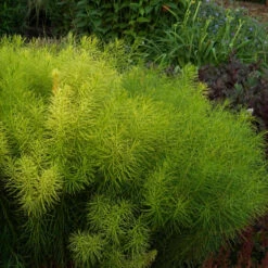 Threadleaf Bluestar -Great Garden Plants Sales Store Amsonia hubrichtii foliage june