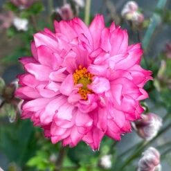 'Puff® 'Pink' Japanese Anemone -Great Garden Plants Sales Store Anemone Puff Pink 6