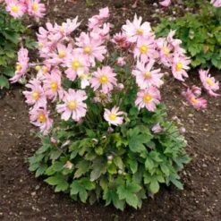 Satin Doll™ 'Glow' Japanese Anemone -Great Garden Plants Sales Store Anemone Satin Doll Glow 1 400x400 1
